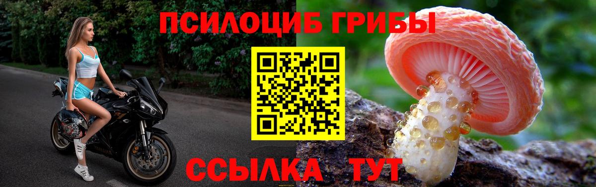 где купить наркоту  Вход с VPN  Санкт-Петербург  Псилоцибиновые грибы прущие грибы  Галлюциногенные грибы Psilocybine cubensis 